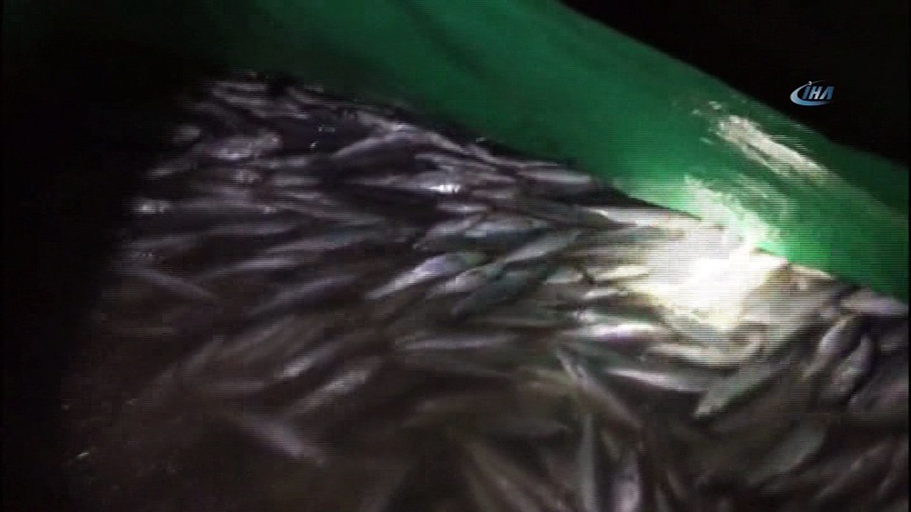 Jandarma, 7 ton canlı olmak üzere 9 ton inci kefali ele geçirdi