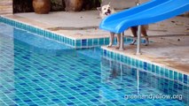 Crocodile in the pool! Koh Phangan, Thailand.