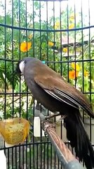 Çeşitli öten kuş