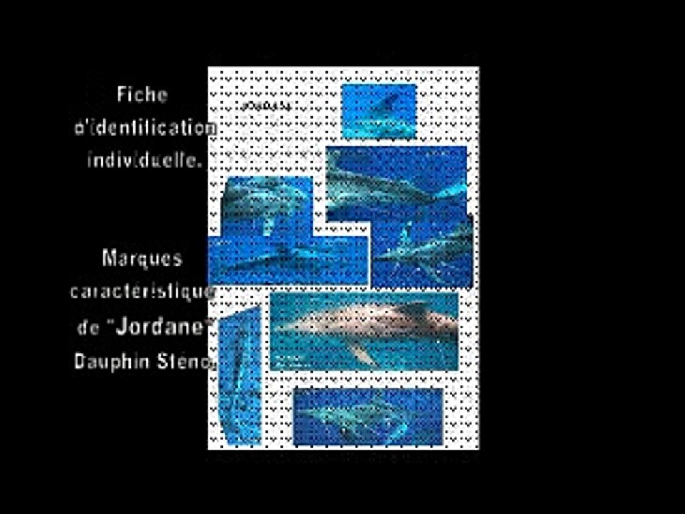 Un groupe de dauphin Steno sédentaires, habitués de Port Louis Guadeloupe.