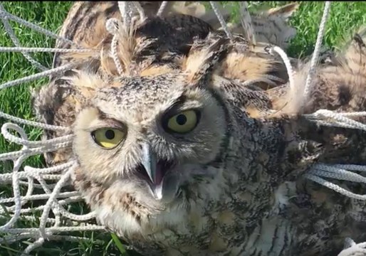 Colorado Police Rescue Bewildered Owl Tangled in Soccer Net