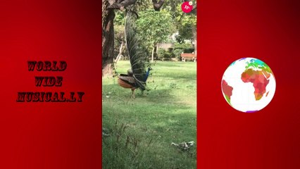 Top 10 In 1 Musical.ly In The World Wide Hindi And English  | World Wide Musical.ly |