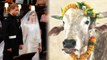 Royal Wedding: PETA India gifts BULL to Meghan Markle & Prince Harry for Wedding; Here's why