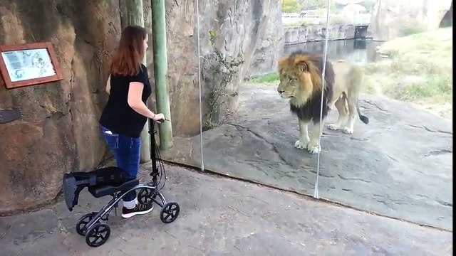 Ce lion veut la même trottinette et demande à travers la vitre du ZOO !