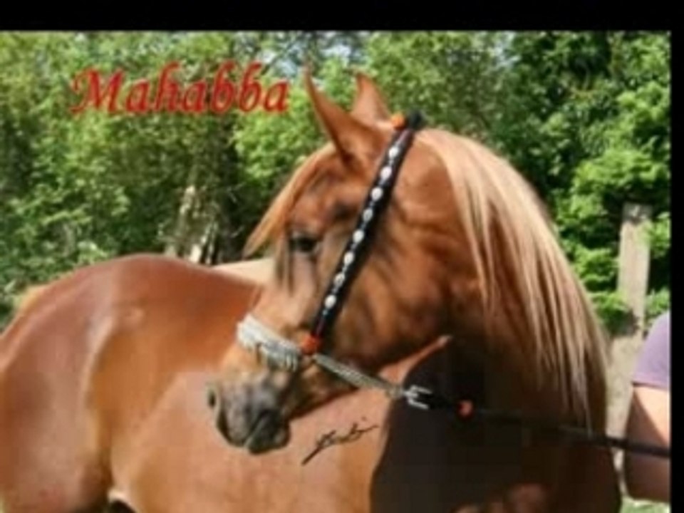 Mahabba