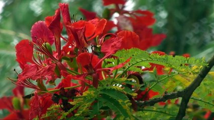 Hòa Tấu - Hoa Học Trò - Kim Tuấn, Đông Hòa