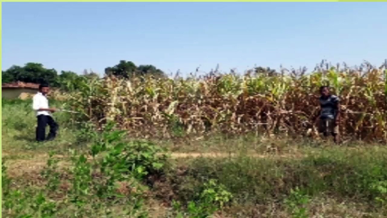 CCE CROP CUTTING EXPERIMENTS