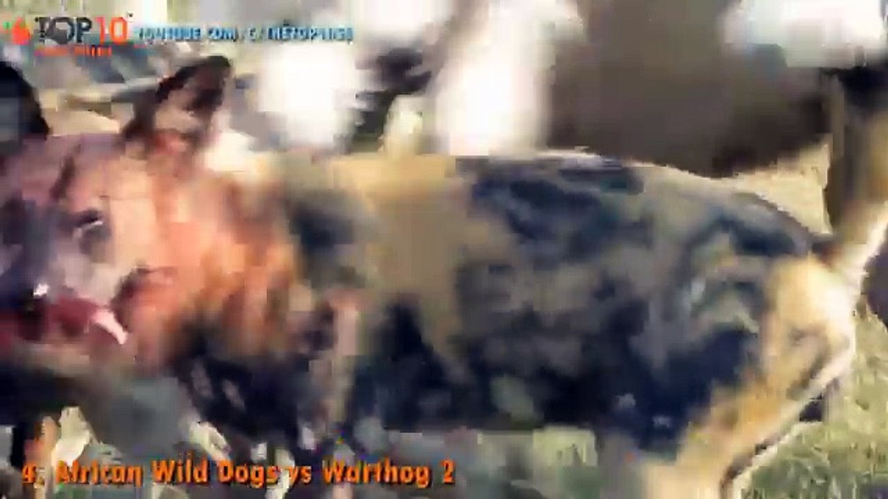 THE TOP 10 || TOP 10 WILD DOGS VS ANIMALS || Wild Dogs vs Warthog, Crocodile, Buffalo, Leopard, ...