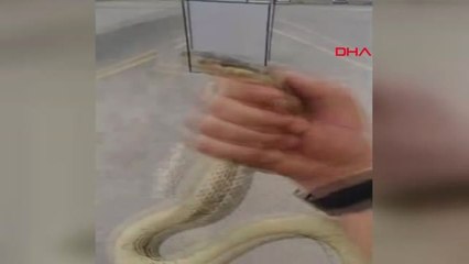Niğde Yakaladığı Yılanla Sosyal Medyada Canlı Yayın Yaptı