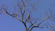 Mating merlins_31Mar2016