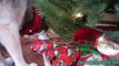 Dog Opening Christmas Presents Siberian Husky Opens Gifts