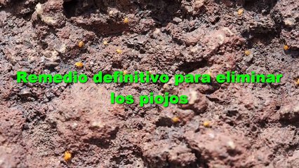 Remedio definitivo para eliminar los piojos