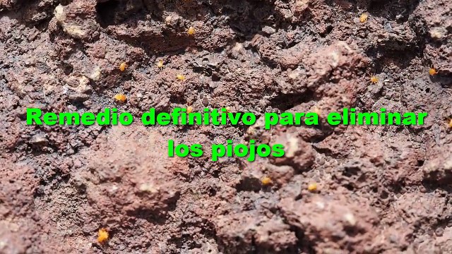 Remedio definitivo para eliminar los piojos