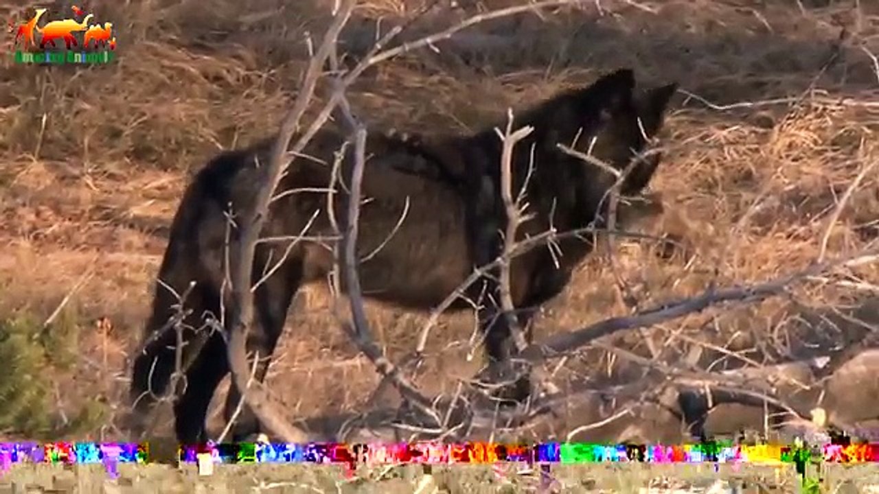 The Ascent of the Black Wolf 1080P. Life of a Predator From Birth to Death / Documentary Films 2018