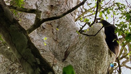 ÁFRICA - EP. 3 : Congo