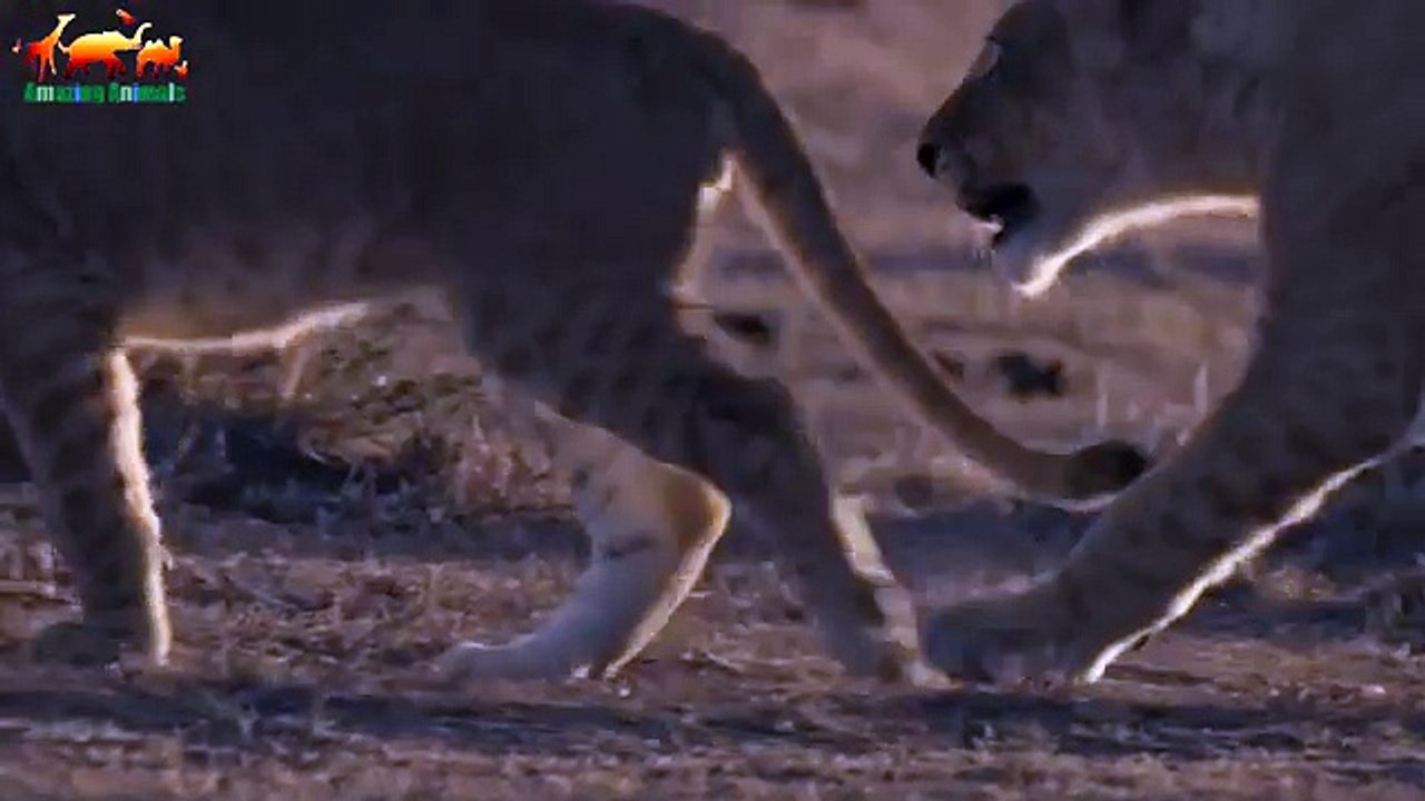 НОЧЬ ЛЬВА. Ночная Жизнь Хищников / FULL HD - Документальный фильм 2018 на Amazing Animals TV