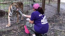 Flea Treating 70+ BIG Cats