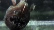 L'Anglerfish, un poisson vraiment terrifiant