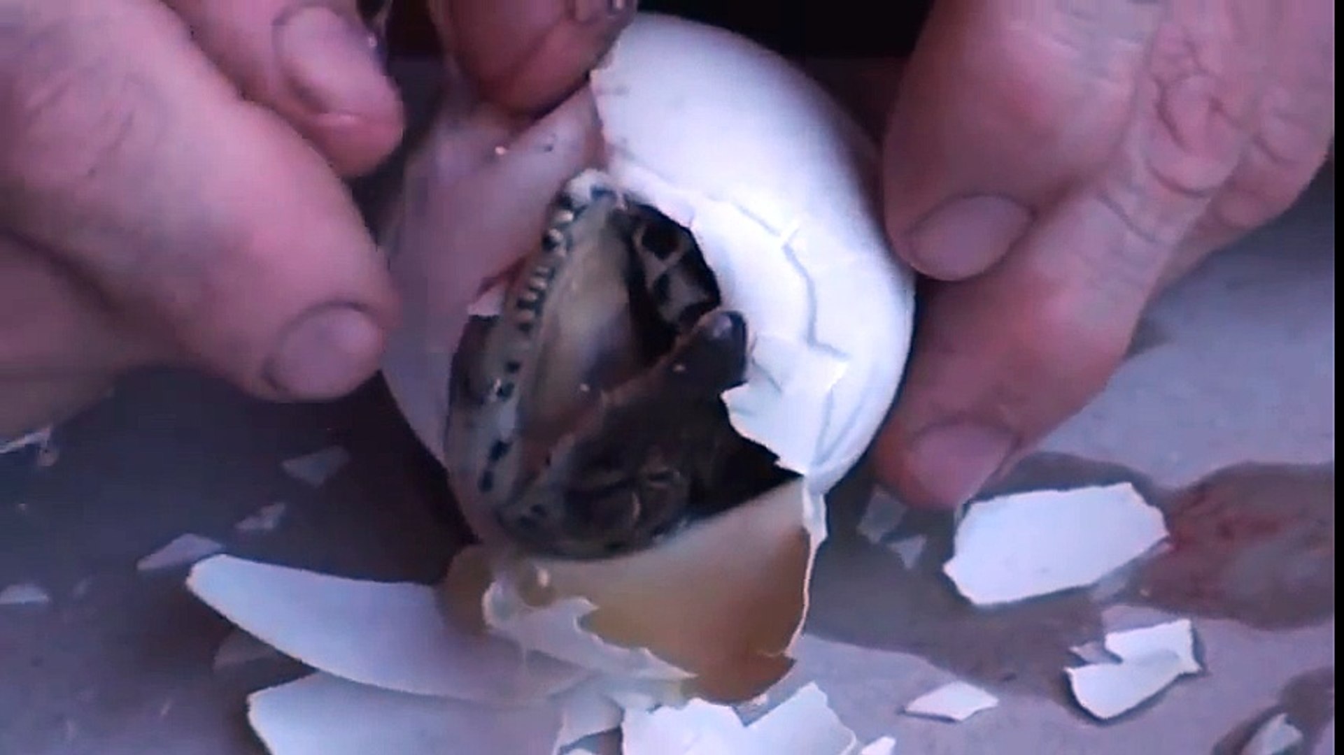 Il Aide Un Bebe Crocodile A Sortir De Son Oeuf Naissance Adorable Video Dailymotion