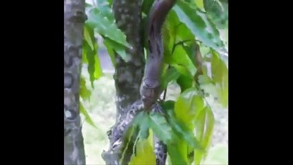 snake vs snake fight to death | Big Snake Attack and Catching Small snake - most amazing wild animal attack and hunting videos