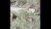 wild cat vs cheetah real fight | Cheetah Killed by cat Wild Animal Attack