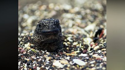 iguana vs snakes who would win  \  most amazing wild animal attack video -