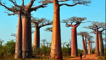 दुनिया के 10 विचित्र पेड़ Top 10 Strange Trees of the World (IN HINDI)