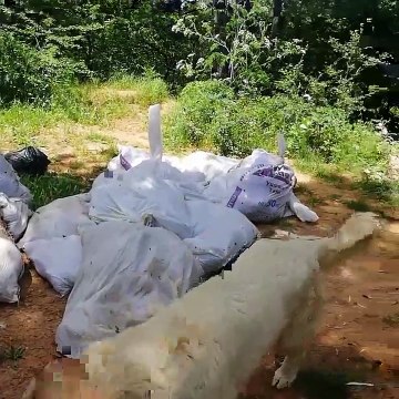 Yüzlerce ölü tavuk - Bursa Kestel