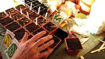 For New Gardeners: How to Seed Start Zucchini and Squash Indoors: Big Plants! - MFG new