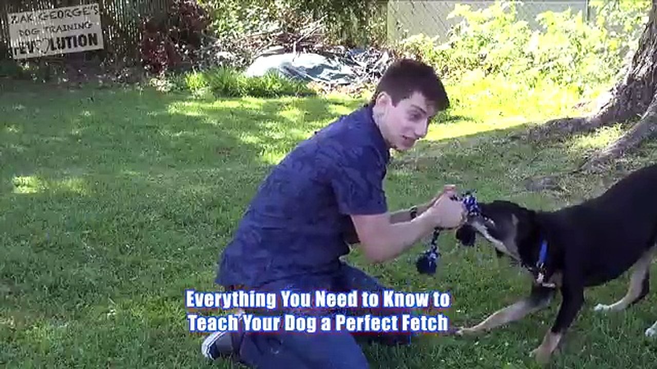 Go to the Next Level: Teach Your Dog to Be a Frisbee Superstar!