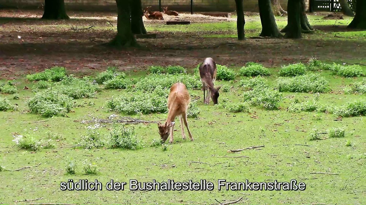 Rehgehege Köln-Meschenich