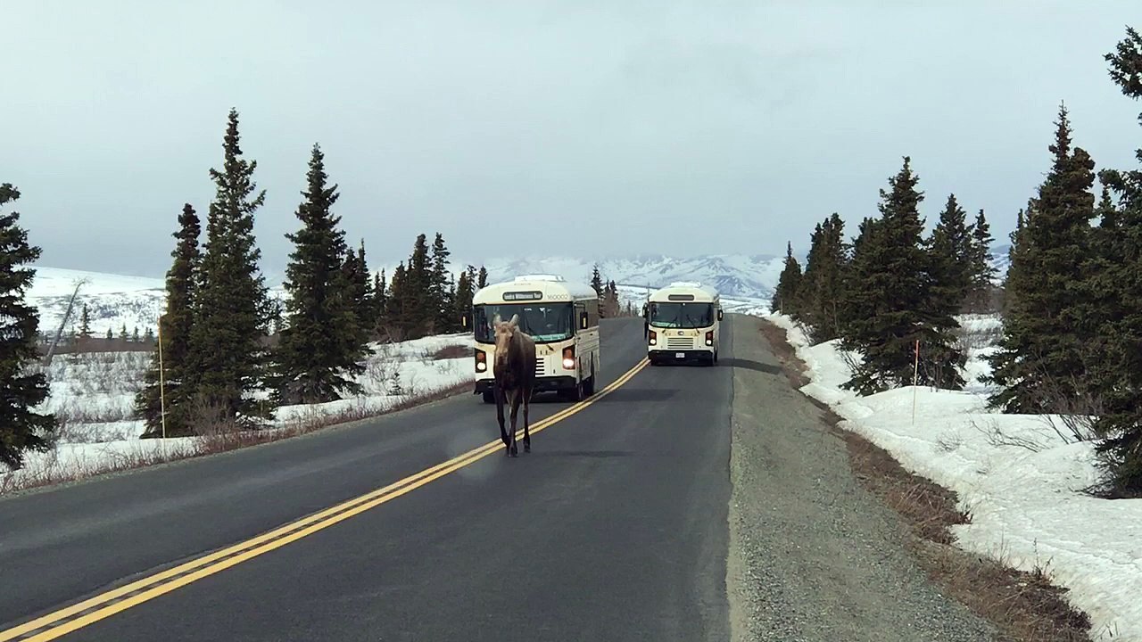 Moose Holds Up Traffic