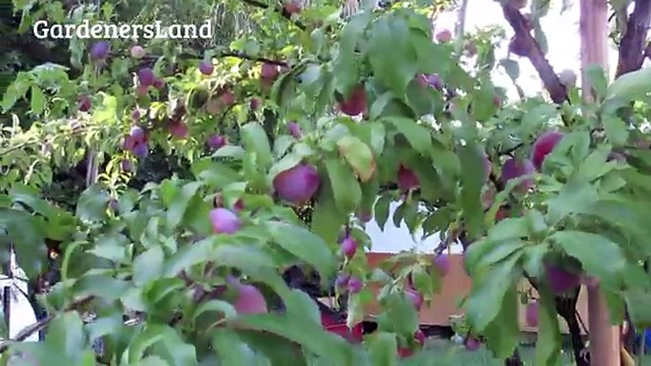 Dwarf Santa Rosa Plum Tree - Pruning Plum Plants Purple Fruits - Planting Types Of Small Fruit Trees