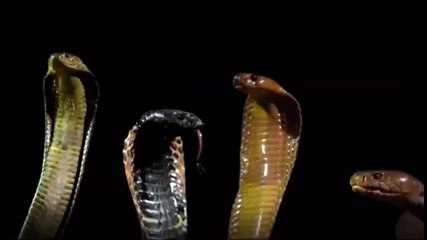Incredible Honey Badger VS Snake   Fierce Battle In The Desert.