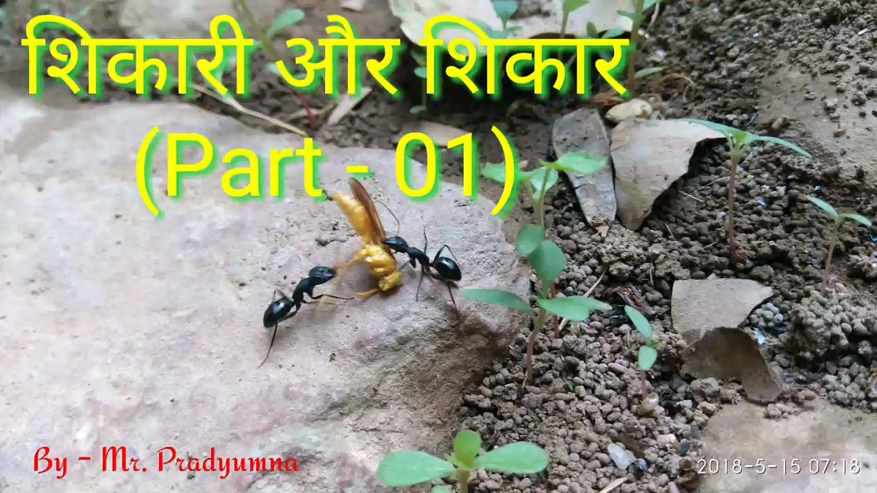 A fight for Life : Ant Vs Wasp | info Explorer