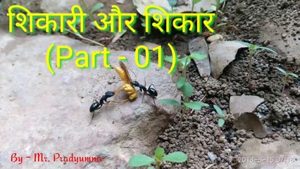 A fight for Life : Ant Vs Wasp | info Explorer