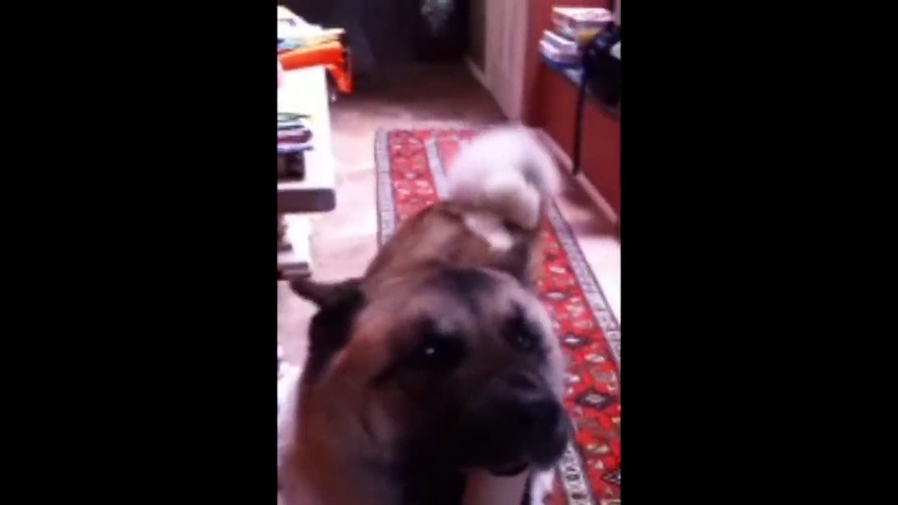 köpeğin tuvalet kağıdı kartonuyla imtihanı