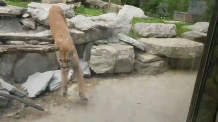 Cougar attack north bend washington
