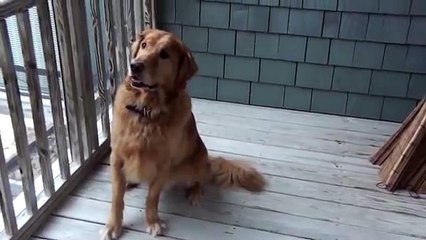 Dog puts all the tennis balls to the snout