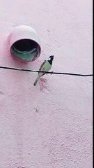 grief sparrow with sorrow