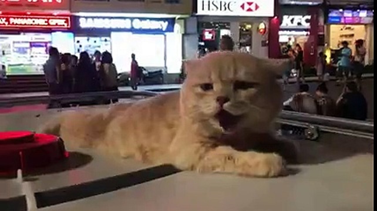 Chú mèo le lưỡi thở như chó khiến chủ của nó bị kết tội ngược đãi thú cưng