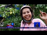 Wisata Offroad Dengan Jalur Menantang di Kebun Kopi Semarang - NET 12