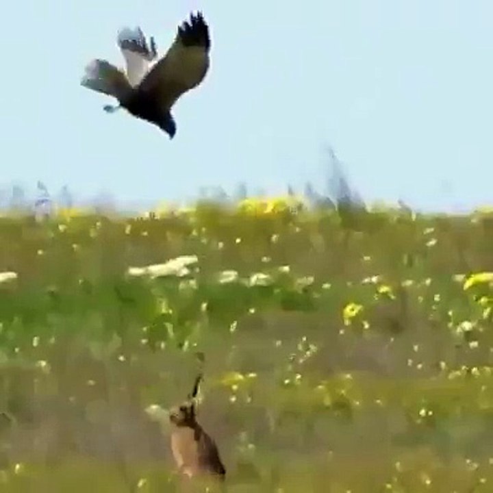 Eagle vs Rabbit