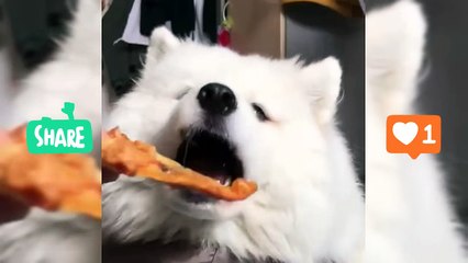 Funny Animals - 1 | Funny Videos | Funny clips | Anitha Fun