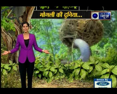 मोगली की दुनिया: कोबरा और सांप की लड़ाई, जंगल की सबसे जबरदस्त जंग