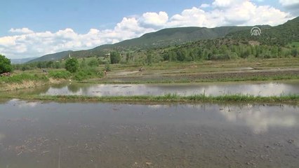 Üreticilerin Çeltik Mesaisi Başladı