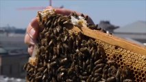 هذا الصباح- مبادرة تشجع على تربية النحل بألمانيا
