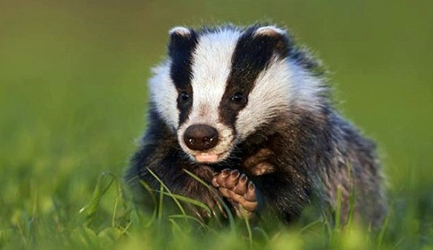 BBC Radio Kent 17May18 - badger cull