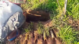 Wow! Amazing Man Catch Water Snakes With Deep Hole Snake Trap