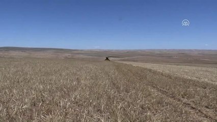Hububat Üreticilerinin Düşük Rekolte Endişesi